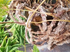Davallia fejeensis