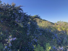Ceanothus impressus