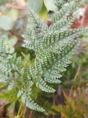 Davallia fejeensis