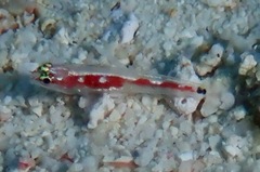 Eviota oculineata