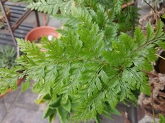 Davallia fejeensis