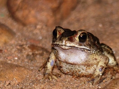 Duttaphrynus melanostictus
