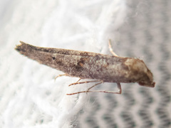 Epermeniidae