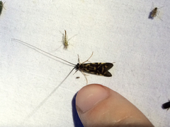 Macrostemum carolina