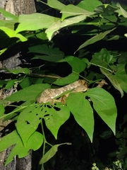 Dipsas bucephala
