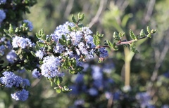 Ceanothus impressus