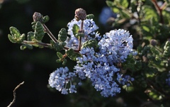 Ceanothus impressus