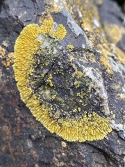 Polycauliona verruculifera