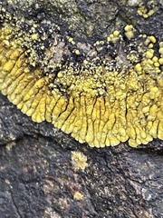 Polycauliona verruculifera