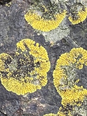 Polycauliona verruculifera