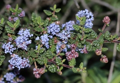 Ceanothus impressus