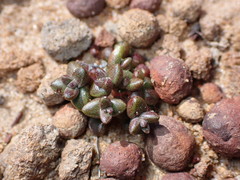 Dudleya brevifolia
