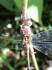 Brechmorhoga praecox