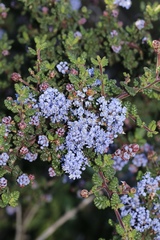 Ceanothus impressus
