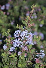Ceanothus impressus