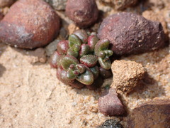 Dudleya brevifolia