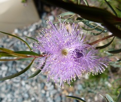 Melaleuca radula