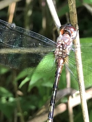 Brechmorhoga praecox
