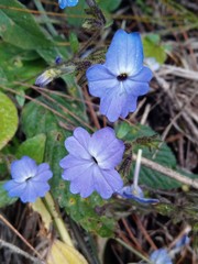 Browallia americana