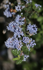 Ceanothus impressus