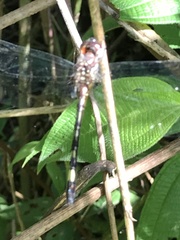 Brechmorhoga praecox