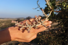 Cystotheca lanestris