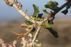 Cystotheca lanestris