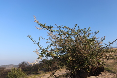 Cystotheca lanestris