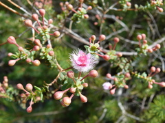 Verticordia insignis