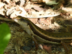 Eutropis carinata