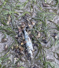 Nassarius fraterculus