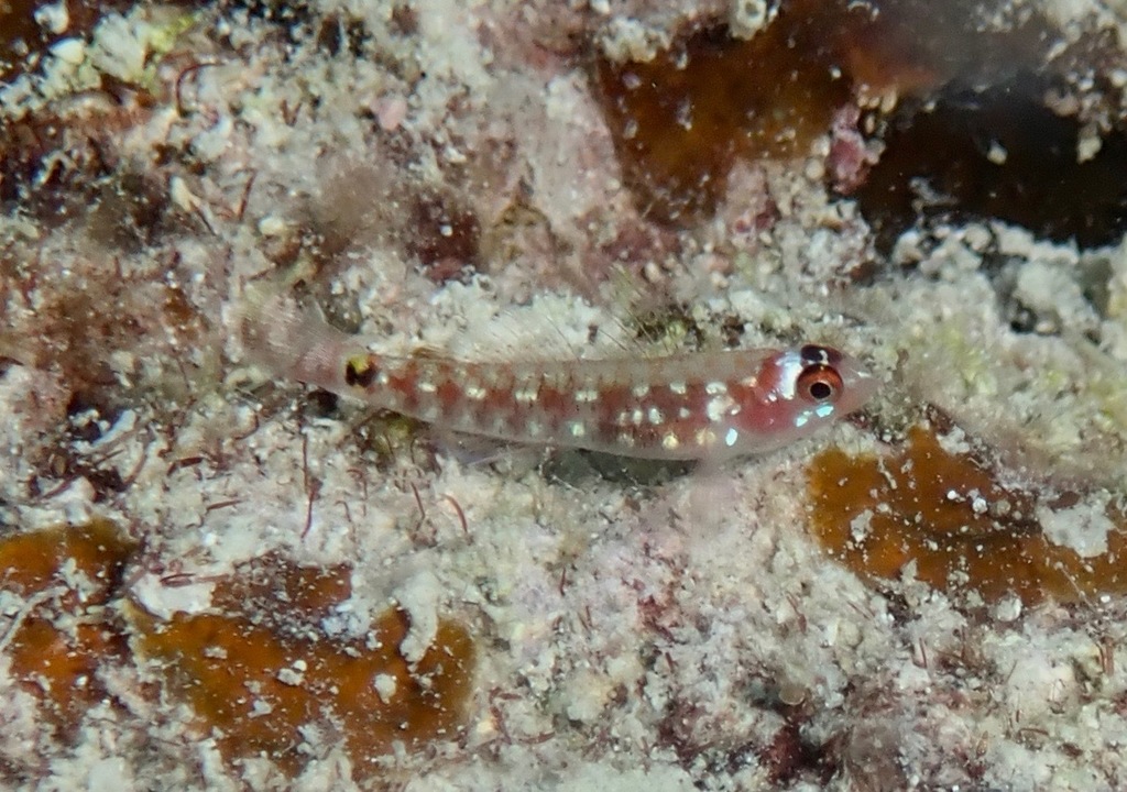 Comet Dwarfgoby