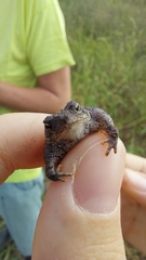 Rhinella dorbignyi