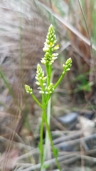 Polygala carteri