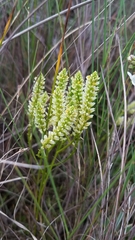 Polygala carteri