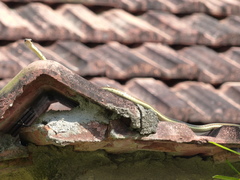 Dendrelaphis tristis