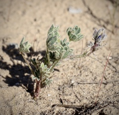 Lupinus nipomensis