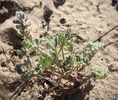Lupinus nipomensis