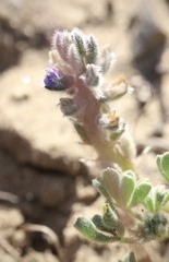 Lupinus nipomensis