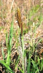 Carex lacustris