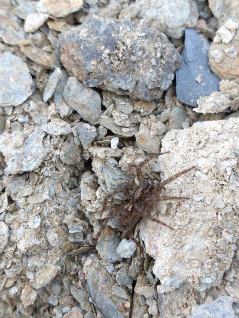 Emmenomma oculatum
