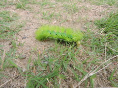 Automeris coresus