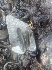 Lithophaginae