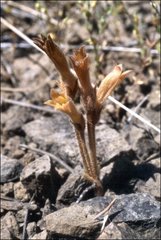 Aphyllon fasciculatum