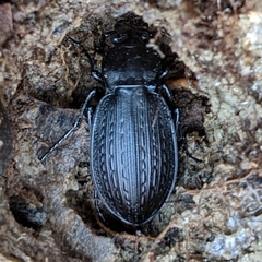 Carabus vinctus