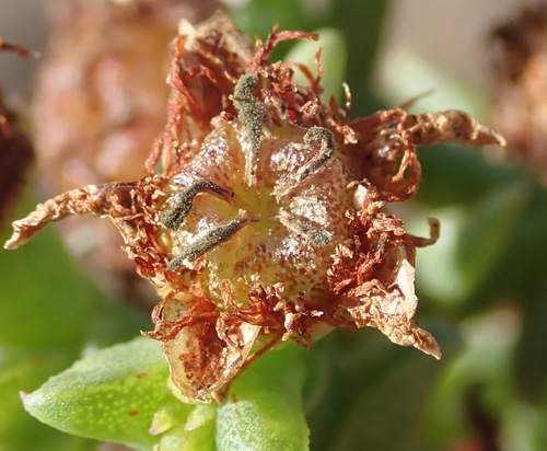 Image of Ruschia tenella by (c) Nicola van Berkel, some rights reserved (CC BY-SA)