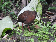 Amaurolimnas concolor