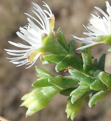 Ruschia tenella