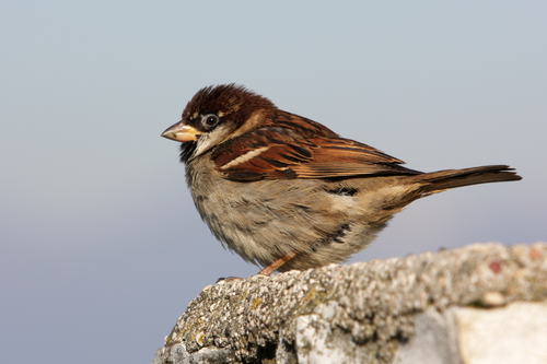 Italian Sparrow, photo 8 of 9