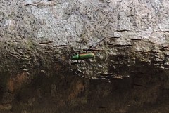 Chrysoprasis aurigena